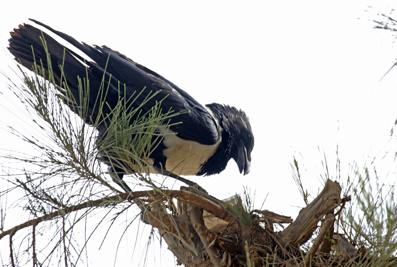 Pied Crow (Corvus albus) Gambia - Kololi- hotelgarden Senegambia