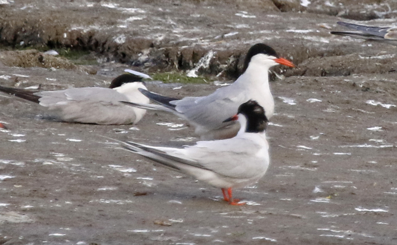 Roseate Tern (Sterna dougallii) Camperduin - De Putten (NH)