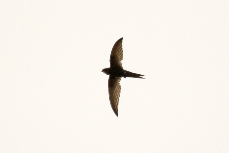 Plain Swift (Apus unicolor) Lanzarote - Canary Islands