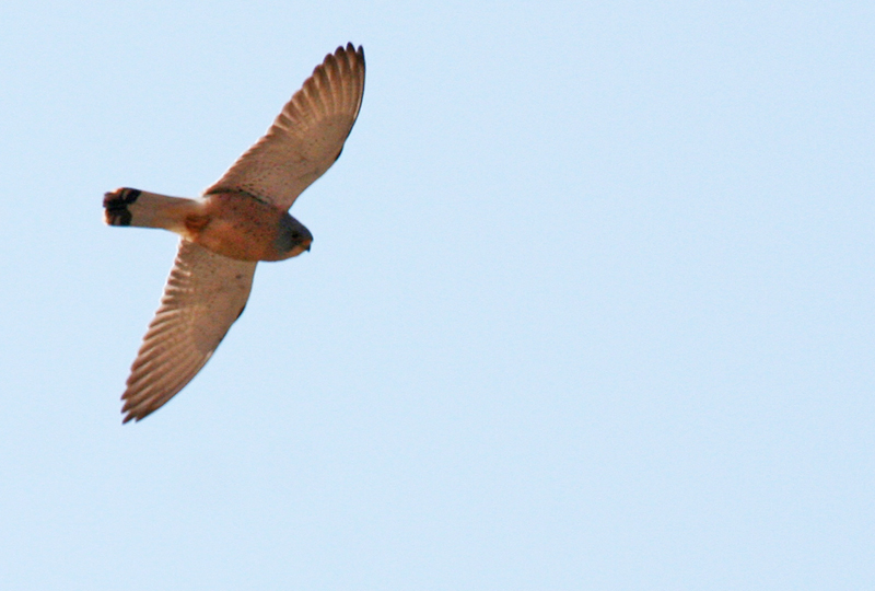 Lesser Kestrel (Falco naumanni) Morocco - Asni