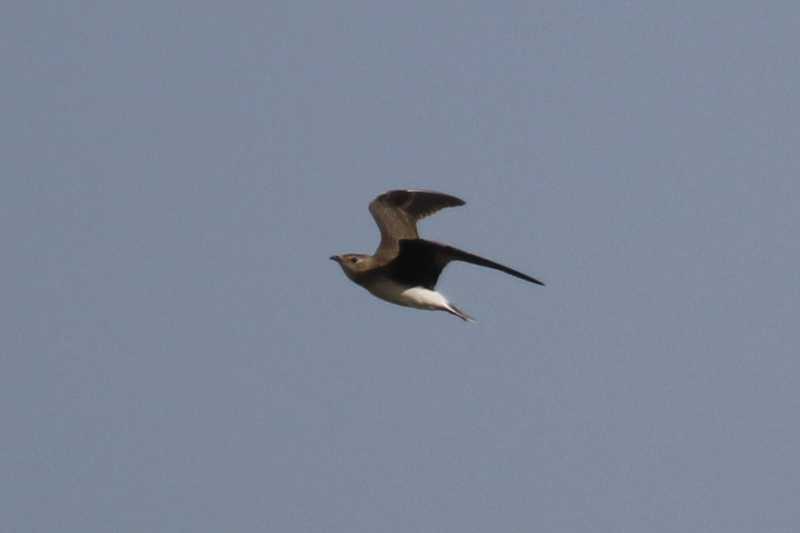 Black-winged Pratincole (Glareola nordmanni) Camperduin - De Putten