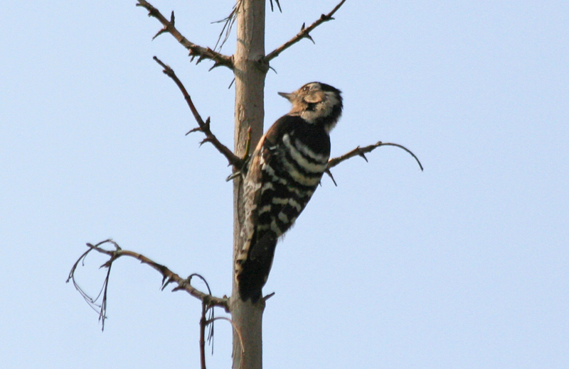 Lesser Spotted Woodpecker (Dendrocopos minor) Turkey - Istanbul