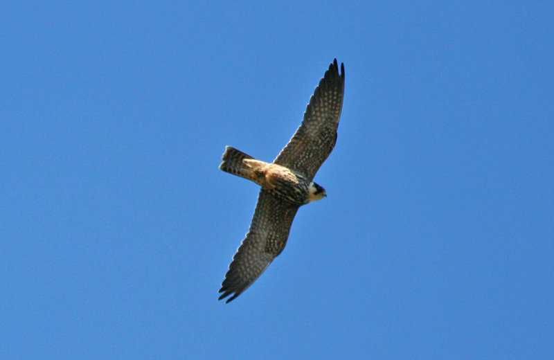 Eurasian Hobby (Falco subbuteo) Turkey - Istanbul, Torgay Hill