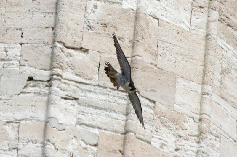 Peregrine Falcon (Falco peregrinus) Turkey - Istanbul
