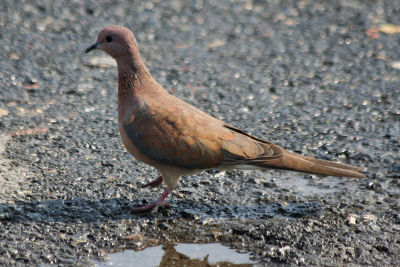 Laughing Dove (Spilopelia senegalensis) Turkey - Istanbul