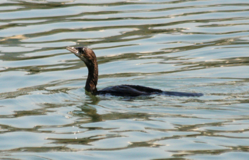 Pygmy Cormorant (Microcarbo pygmeus) Turkey - Istanbul