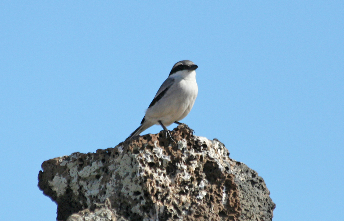 Southern Grey Shrike ssp koenigi  (Lanius meridionalis koenigi) Fuerteventura - El Cotillo