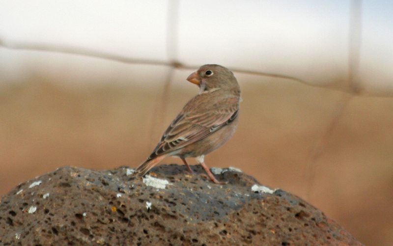 Trumpeter Finch ssp amantum (Bucanetes githagineus amantum) Fuerteventura - Los Molinos