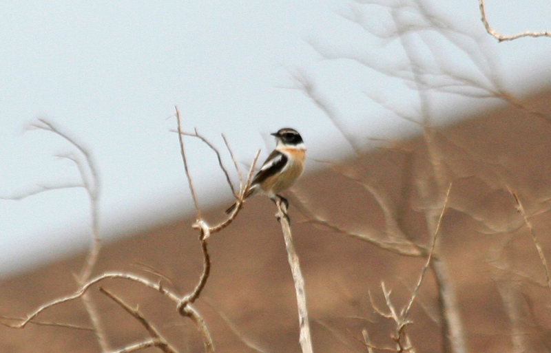 Canary Islands Stonechat  (Saxicola dacotiae)