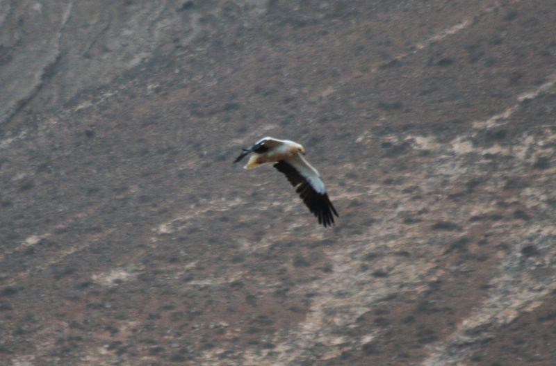 Egyptian Vulture ssp majorensis (Neophron percnopterus majorensis) Fuerteventura