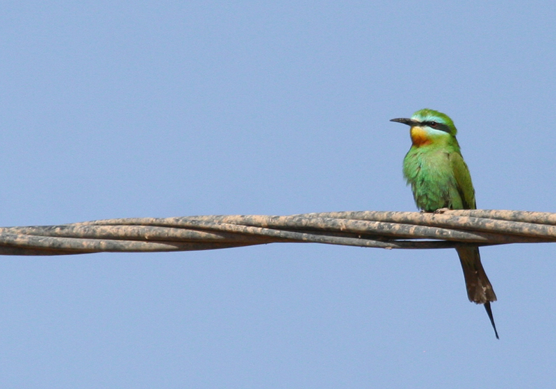 Blue-cheeked Bee-eater (Merops persicus chrysocercus) Morocco