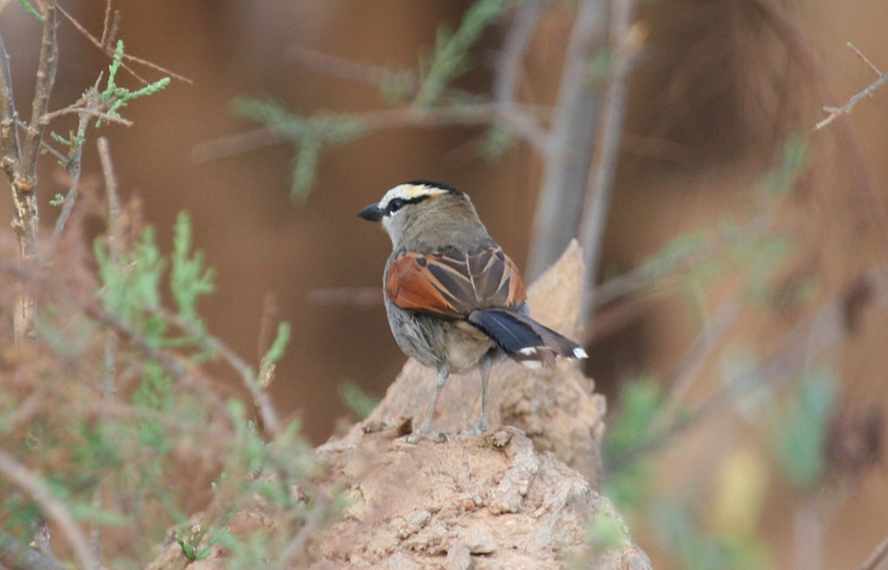 Black-crowned Tchagra ssp cucullatus (Tchagra senegalus cucullatus) Morocco - Massa