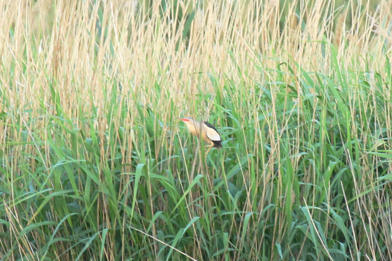 Little Bittern (Botaurus minutus) *male* Zuid Holland
