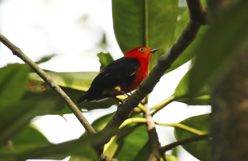 Crimson-hooded Manakin (Pipra aureola aureola) Suriname - Commewijne, Warappakreek