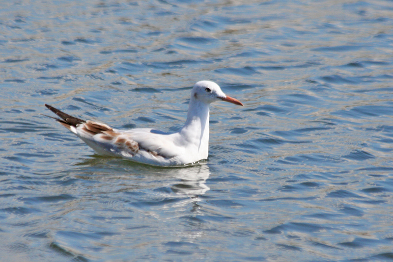 Slender-billed Gull (Chroicocephalus genei) Greece - Mesolongi Lagoon NP