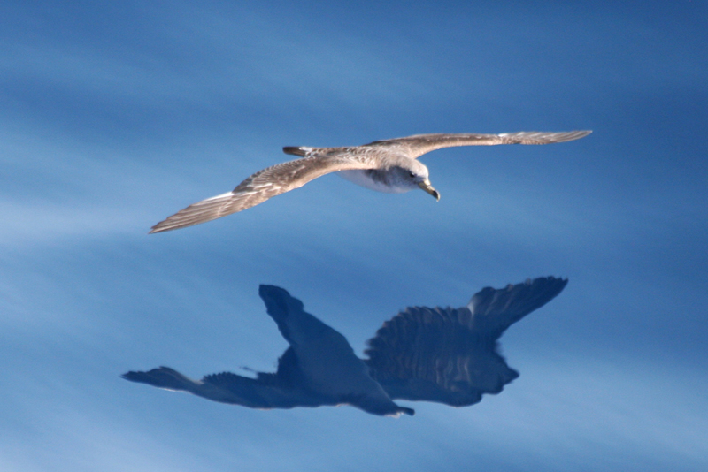 Scopoli's Shearwater (Calonectris diomedea) Greece - Aegina