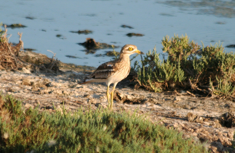Eurasian Stone-curlew (Burhinus oedicnemus) Greece - Mesolongi Lagoon NP