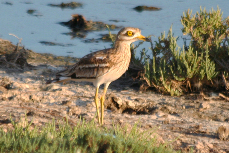 Eurasian Stone-curlew (Burhinus oedicnemus) Greece - Mesolongi Lagoon NP