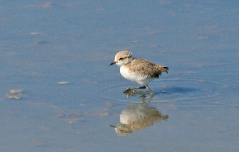 Kentish Plover (Charadrius alexandrinus) Juvenile - Greece - Mesolongi Lagoon NP