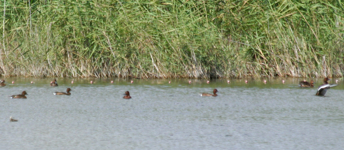 Ferruginous Ducks (Aythya nyroca) Greece - Artemis lagoon