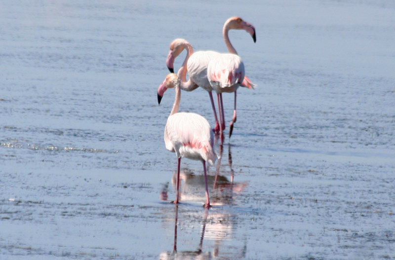 Greater Flamingo (Phoenicopterus roseus) Greece - Mesolongi Lagoon NP