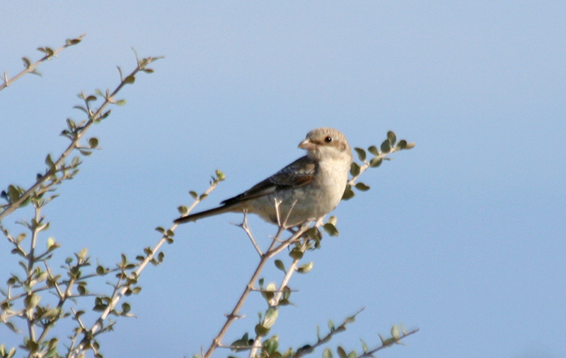 Woodchat Shrike (Lanius senator) Juvenile - Greece - Mesolongi Lagoon