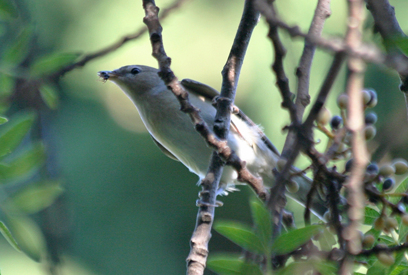 Garden Warbler (Sylvia borin) Greece - Athens - Mount Ymittos