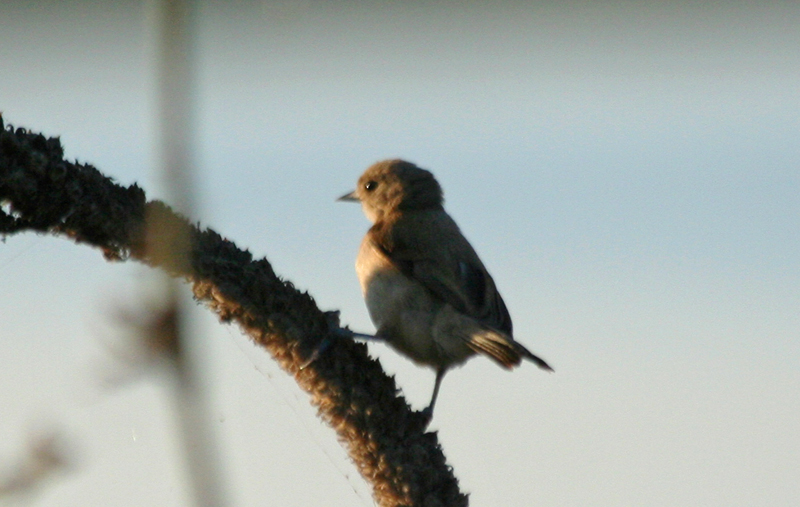 Eurasian Penduline Tit (Remiz pendulinus) Greece - Mesolongi Lagoon NP