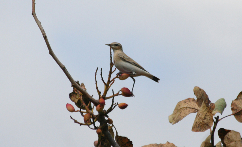 Northern Wheatear (Oenanthe oenanthe) Greece - Attica - Spata Fields