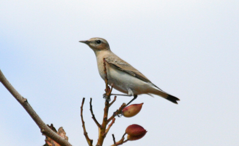 Northern Wheatear (Oenanthe oenanthe) Greece - Attica - Spata Fields