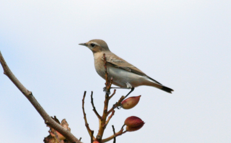 Northern Wheatear (Oenanthe oenanthe) Greece - Attica - Spata Fields