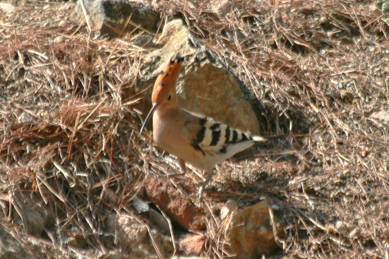 Eurasian Hoopoe (Upupa epops) Greece - Athens
