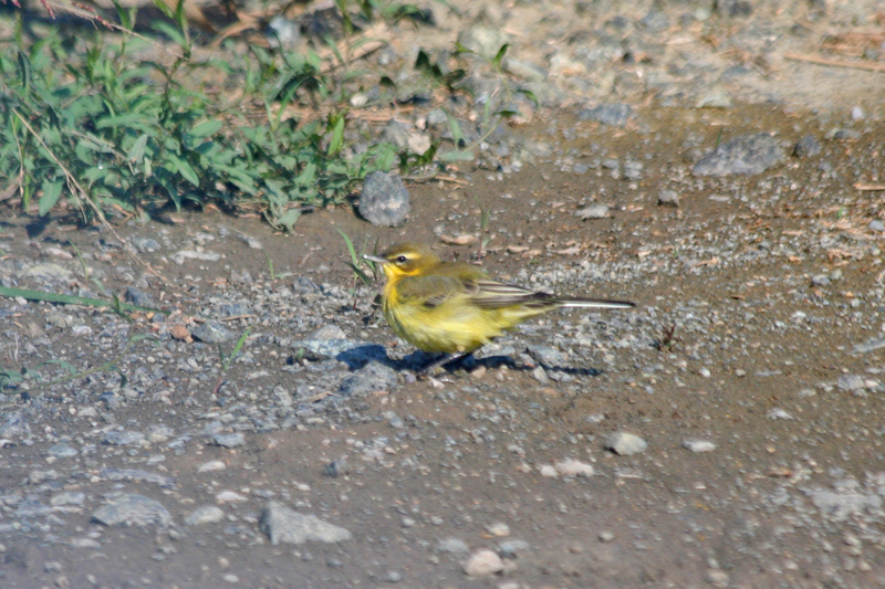 Western Yellow Wagtail (Motacilla flava) Greece - Attica