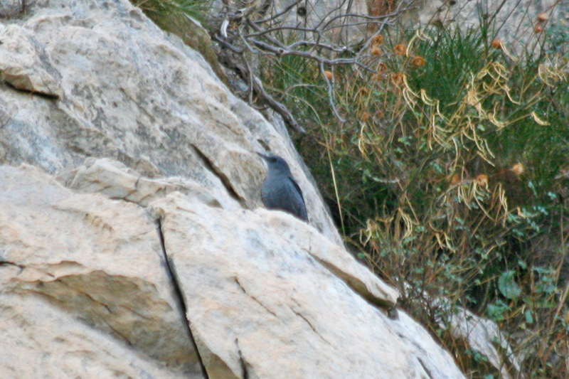Blue Rock-Thrush (Monticola solitarius) Greece - Athens - Mount Ymittos