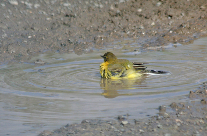 Western Yellow Wagtail (Motacilla flava) Greece - Attica