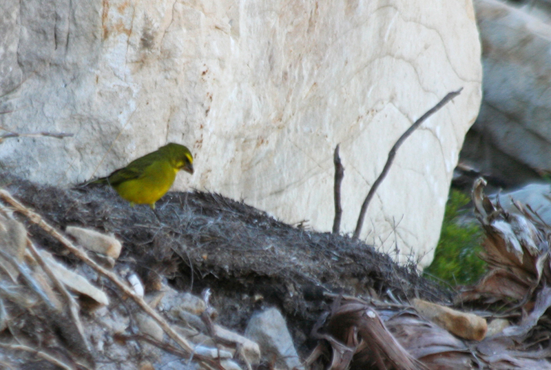 Brimstone or Bully Canary (Crithagra sulphurata) Rooi Els, Western Cape