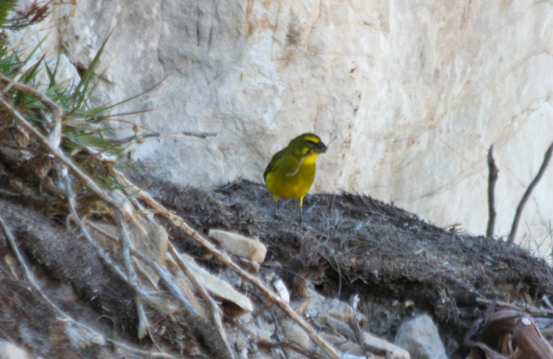 Brimstone Canary (Crithagra sulphurata) Rooi Els, Western Cape