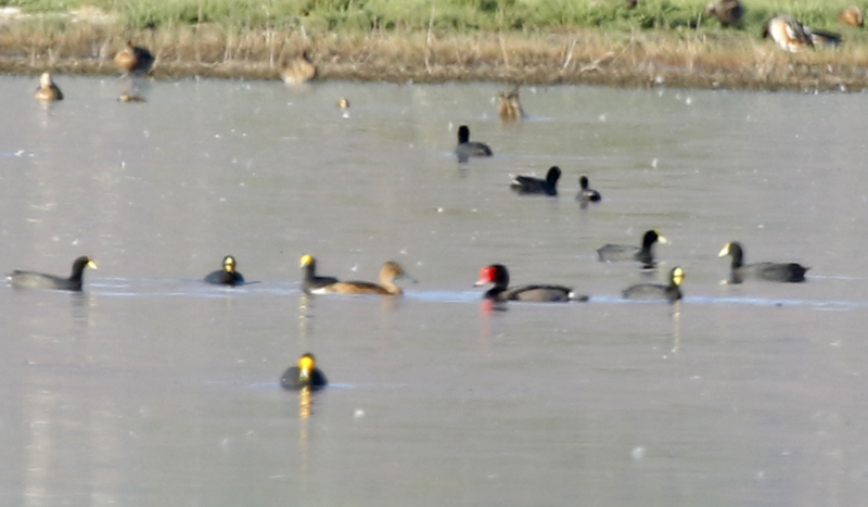 Rosy-billed Pochard (Netta peposaca) male and female - Chile - Región Metropolitana - Laguna de Batuco