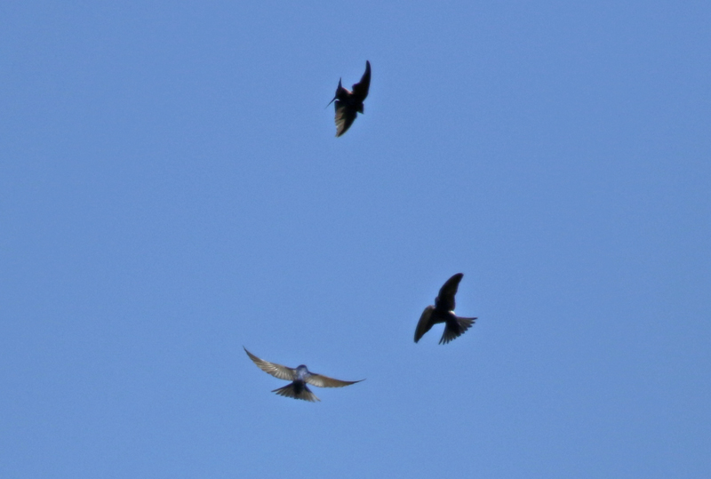 Blue-and-white Swallow (Notiochelidon cyanoleuca) Chile - Región Metropolitana - Farrelones