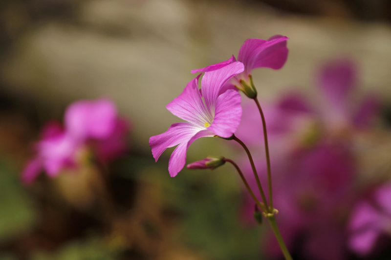 Unidentified Plant - Chile - Maule - Altos del Lircay National Park