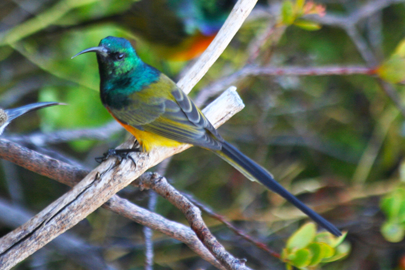 Orange-breasted Sunbird (Anthobaphes violacea) Male - Simonstown, Avian Leisure