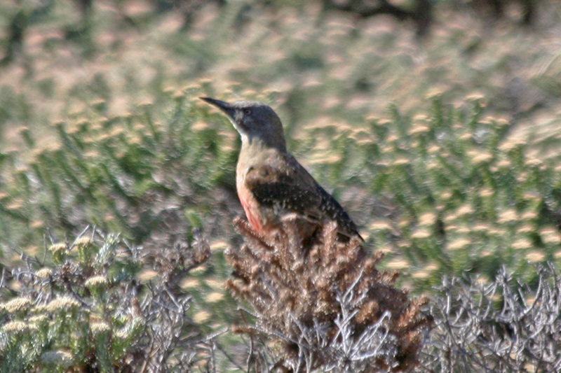 Ground Woodpecker (Geocolaptes olivaceus) Cape Point - Table Mountain NP