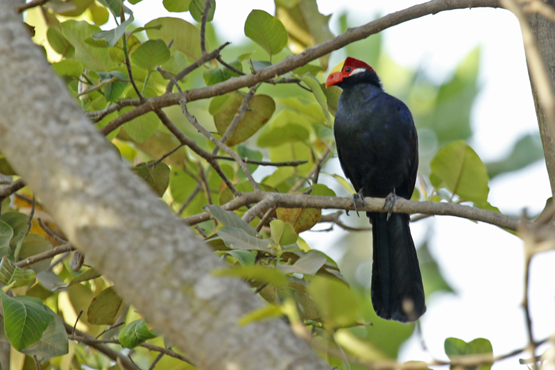 Violet Turaco (Musophaga violacea) Gambia - Abuko Nature Reserve