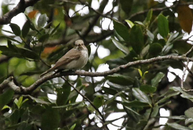 Spotted Flycatcher (Muscicapa striata) Monte Botanical Garden - Funchal - Madeira