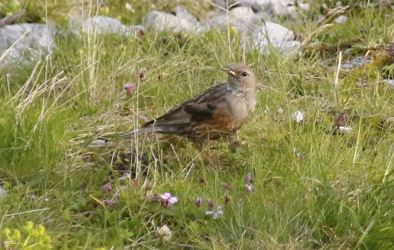 Alpine Accentor (Prunella collaris collaris) Germany - Bayern - Westliche Karwendelspitze