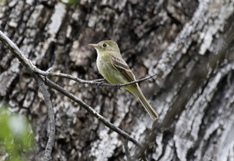 Western Flycatcher (Empidonax difficilis) Arizona - Patagonia Roadside Rest Area