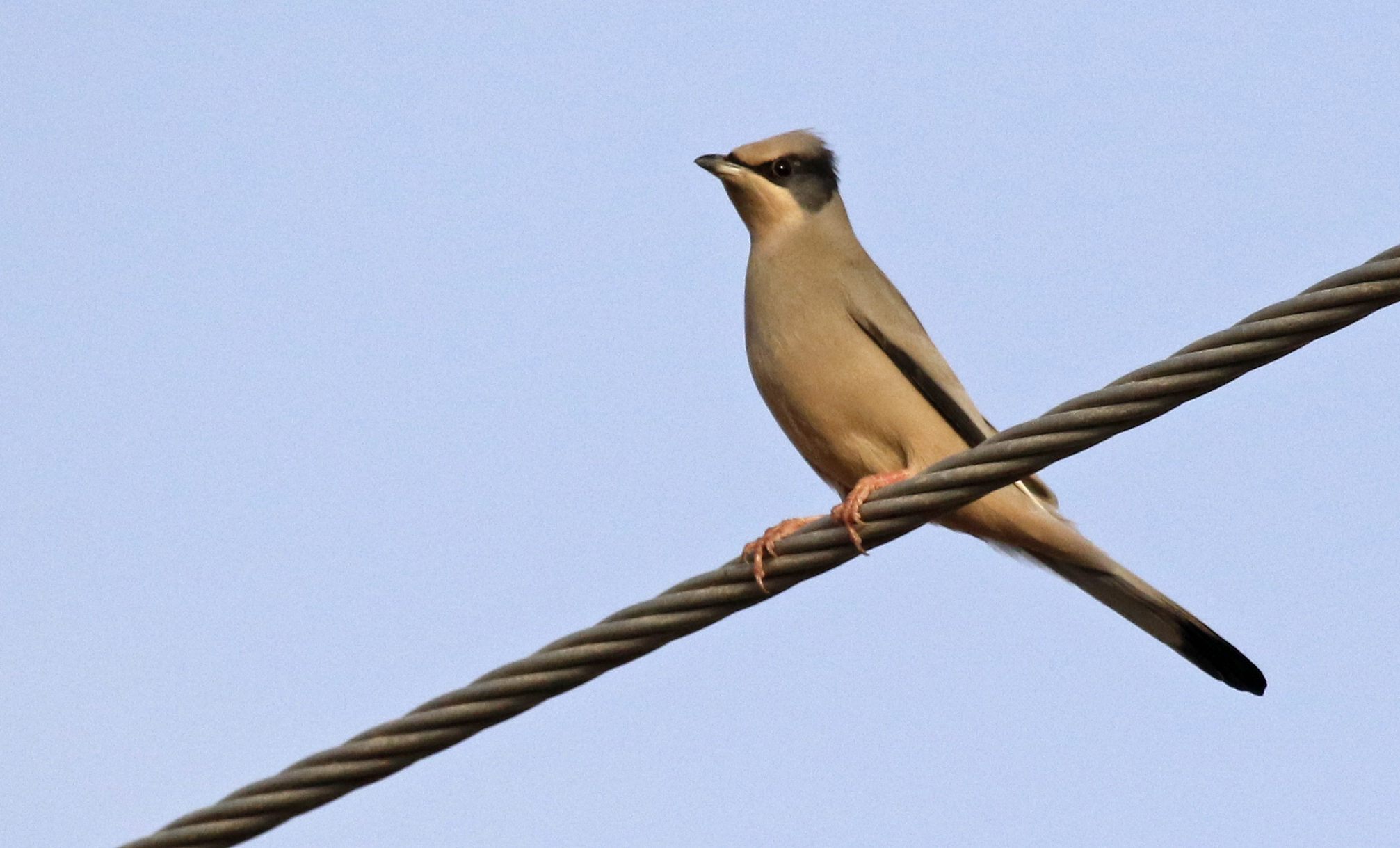 Grey Hypocolius (Hypocolius ampelinus) Oman - Mudayy