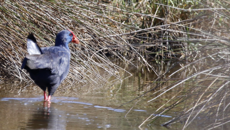 Western Swamphen (Porphyrio porphyrio) Mallorca - P.N. s'Albufera de Mallorca