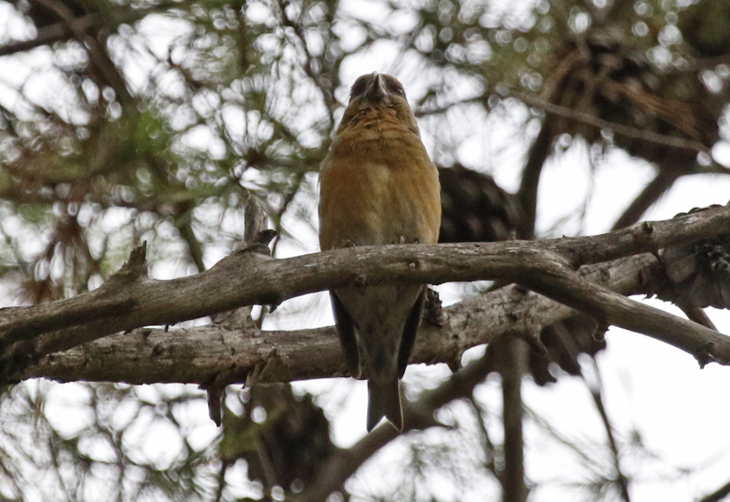 Red Crossbill ssp balearica (Loxia curvirostra balearica) Mallorca - Coves Blanques / Cornavaques