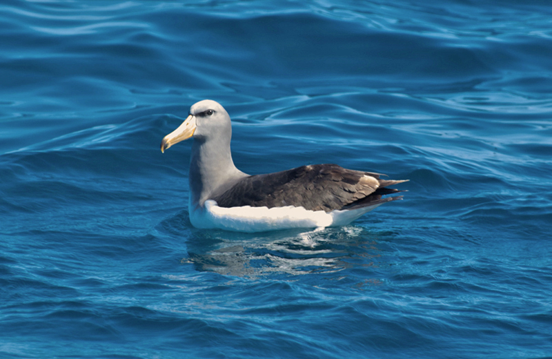 Chatham Albatross (Thalassarche eremita) (subadult) Chile - Valparaiso - Pacific Ocean